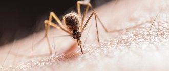 10 Best Gadgets for Mosquito Control
