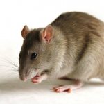 5 леденящих душу фактов про обычных крыс