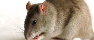 5 Chilling Facts About Ordinary Rats
