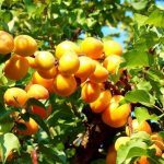 Apricot is excellent for growing in the Urals and Siberia