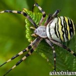 Agryope-spider-Lifestyle-and-habitat-of-agryope-1