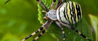 Agryope-spider-Lifestyle-and-habitat-of-agryope-1