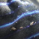 Linen lice on clothes