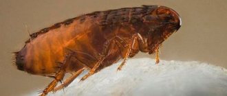 flea close up