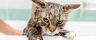 Fleas on a cat: are they dangerous for humans, how to get rid of fleas, how to find out about the presence of fleas