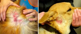 Fleas on a dog - signs of appearance