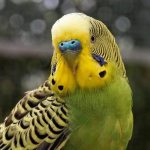 Fleas in budgerigars: causes of appearance, treatment methods and preventive measures