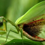 What does a praying mantis eat?