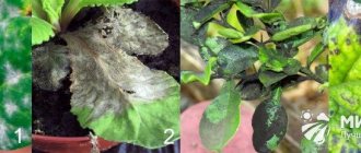 Diseases of indoor plants photo
