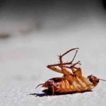 Boric acid for cockroaches