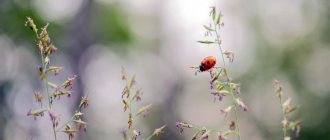 Ladybug on a blade of grass