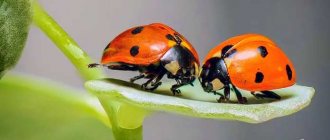 Ladybug. CC0 