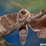 Hawkmoth-butterfly-insect-Lifestyle-and-habitat-of-hawkmoth-1