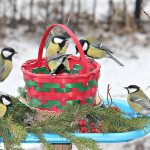 What you can and cannot feed wintering birds