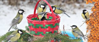 What you can and cannot feed wintering birds