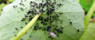 Why are aphids dangerous?