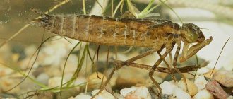 What do dragonflies and their larvae eat?