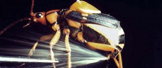 what bombardier beetles shoot at their opponents