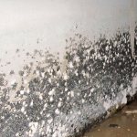 How to get rid of black mold on the walls in an apartment?