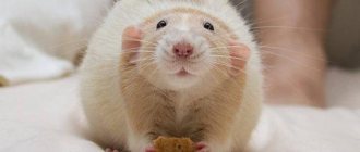 what do pet rats eat