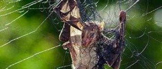 Что едят летучие мыши, где живут, чем опасны, и как от них избавиться