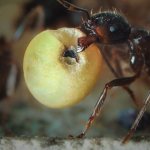 What do ants eat in nature and at home?