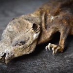 Let&#39;s figure out how the so-called mummifying poisons used to fight rats and mice work, and whether they really mummify the corpses of rodents...