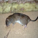 Let&#39;s find out what is the best way to poison rats and mice at home and what important points should be taken into account when choosing a particular product...
