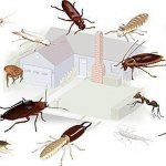 Domestic insects in the apartment
