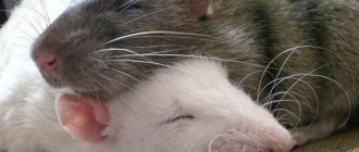 Two cute rats