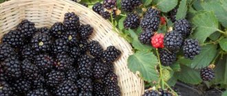 Triple Crown blackberries: Triple Crown of Plenty