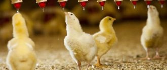 farm poultry farming