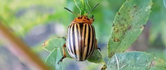 Photo: Colorado potato beetle