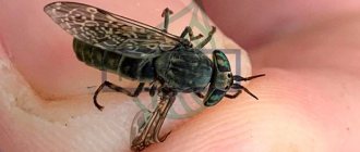 Photo of horsefly insect