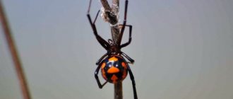 Photo: Karakurt spider