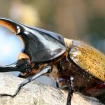 Photo: Hercules beetle