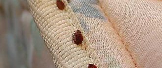 &quot;Fufanon&quot; for bedbugs: solving the problem from the first treatment