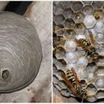 Wasp nest: structure and unique properties