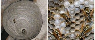 Wasp nest: structure and unique properties