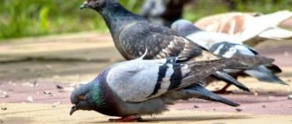 Pigeons are one of the most common bird species in the city.