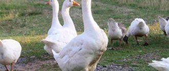 Danish Lagert geese