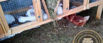 Farming chickens and rabbits