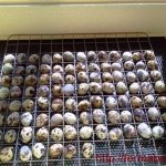 DIY quail incubator