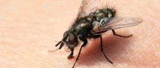 Истребление мух в домашних условиях является непростой процедурой, которая занимает много времени.