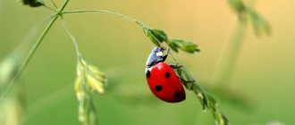 Why do you dream of a ladybug: a girl, a woman, a pregnant woman, a man - interpretation according to different dream books