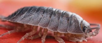why do you dream about woodlice?