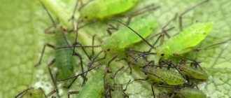 How to fight melon aphids on cucumbers as quickly and effectively as possible