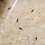 How to quickly and effectively get rid of bugs in cereals and flour in the kitchen