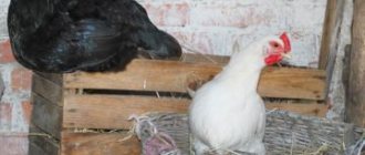 How to cheaply insulate a chicken coop for the winter