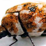 How to get rid of skin beetle